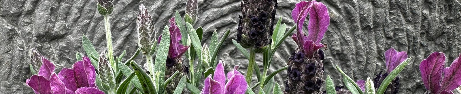 Lavendel